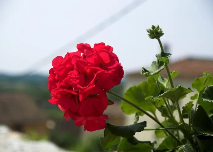 Villa Visnjan Residence 아파트